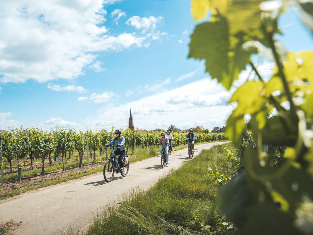 Balade à vélo dans les vignes