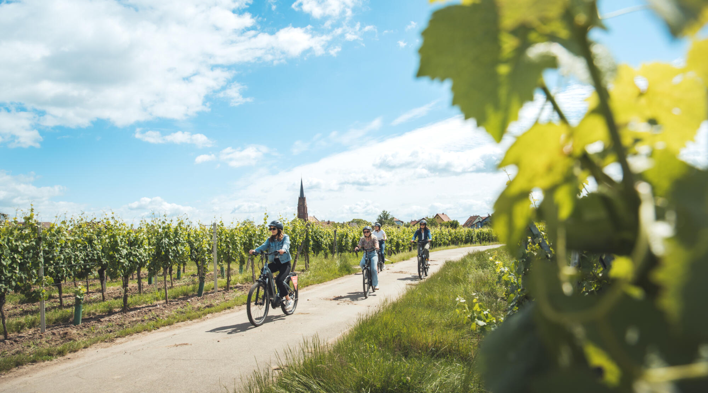 Balade à vélo dans les vignes
