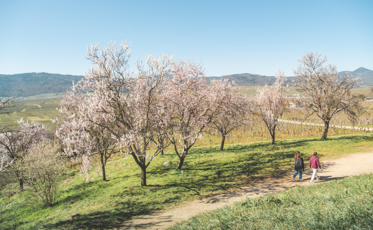 La colline des amandiers