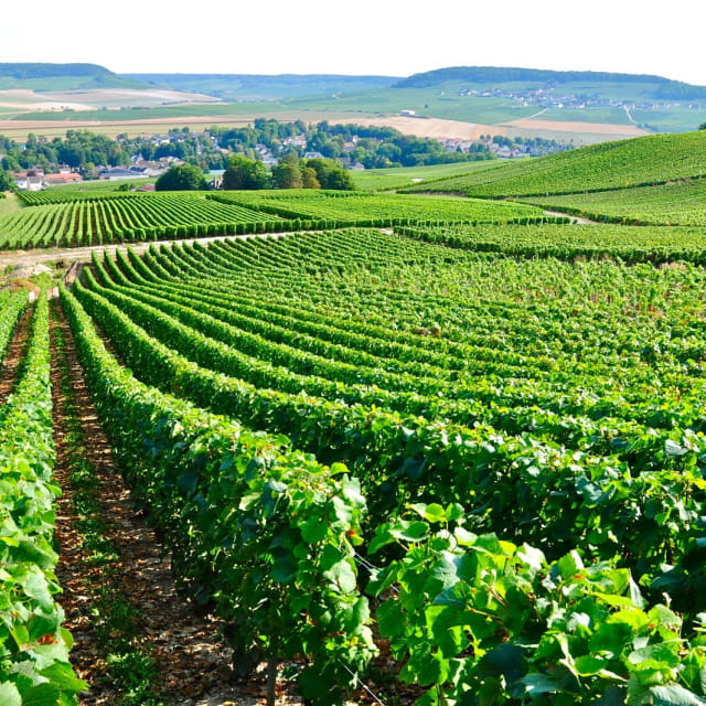 Vignoble en Marne