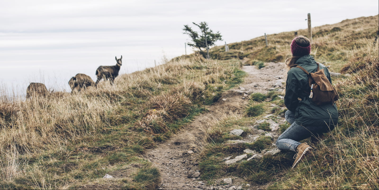 Chamois dans le Massif des Vosges