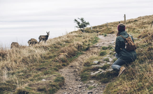 Chamois dans le Massif des Vosges