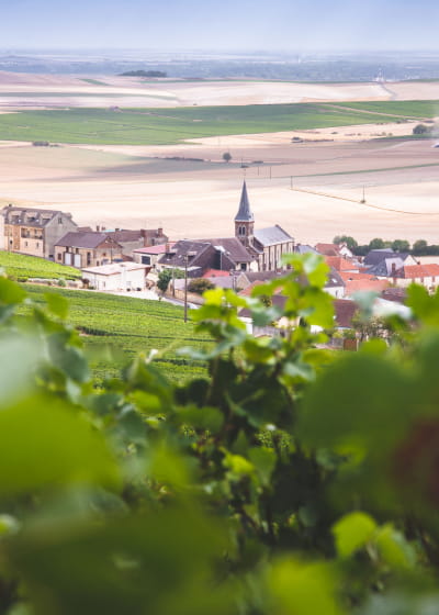 Les vignes de Champagne