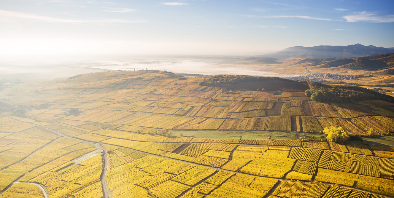 Vignoble à l'automne