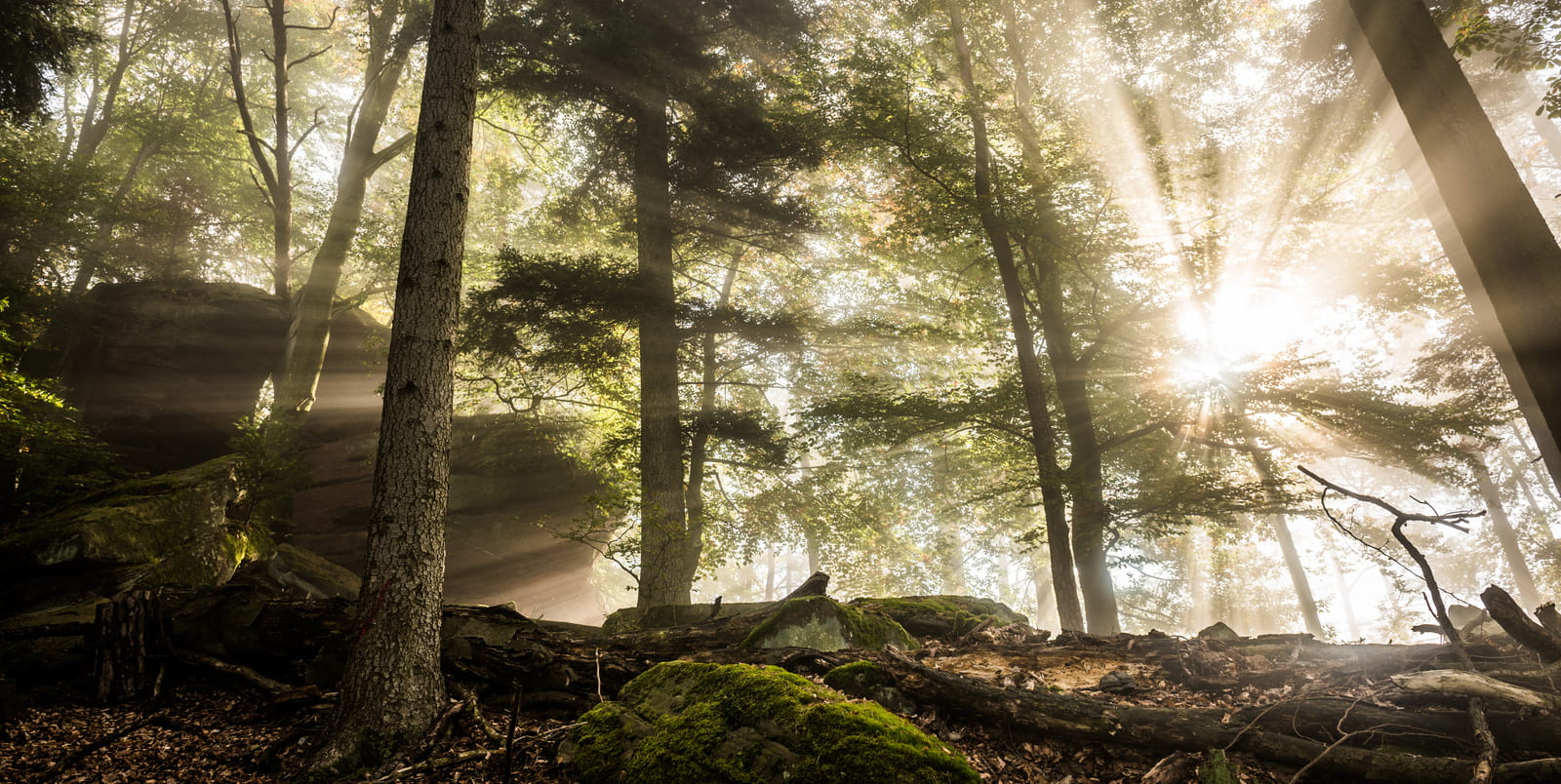 Forêt Vosges du Nord