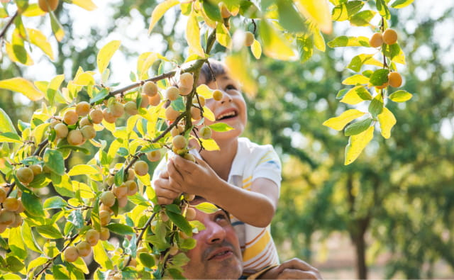 Récolte des mirabelles