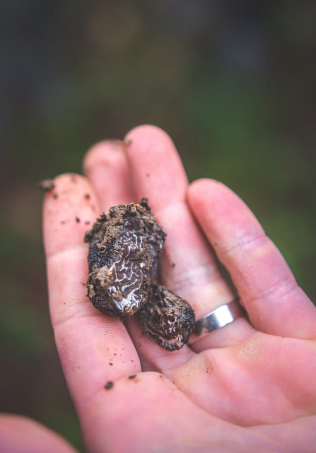 Maison des Truffes et de la Trufficulture