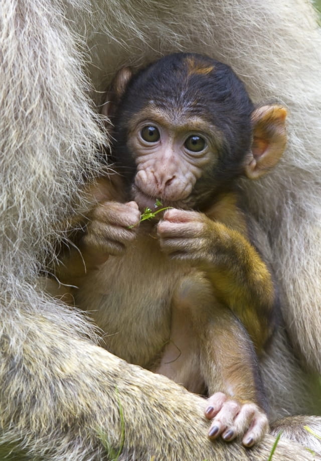 Montagne des singes Kintzheim