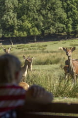 Parc Animalier de Sainte Croix