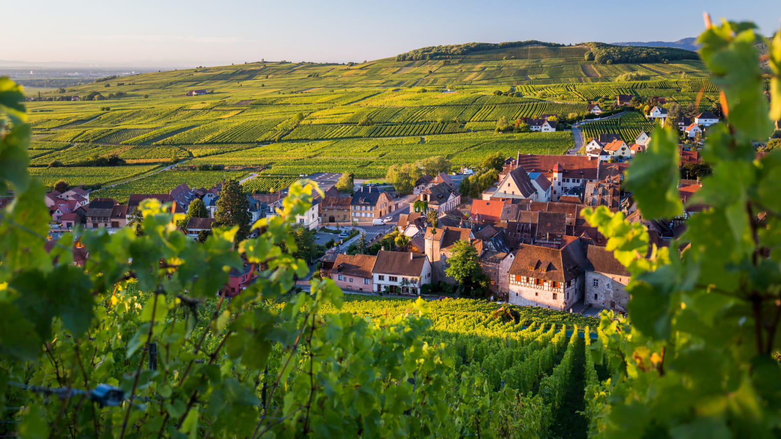 Riquewihr et son vignoble