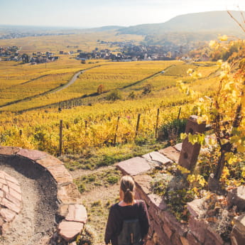 Balade dans le vignoble