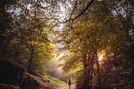 Forêt de Pierre Percée