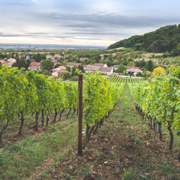Domaine de Muzy