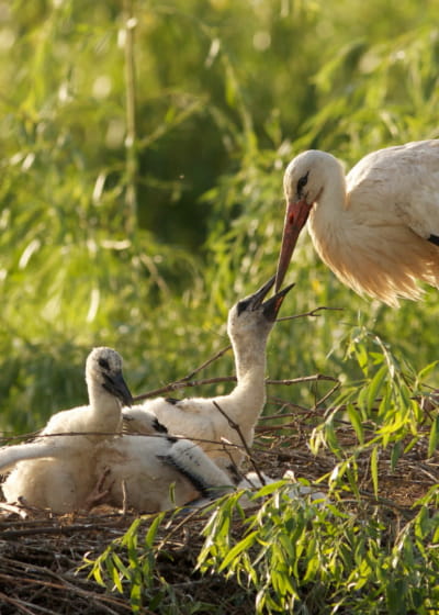 Naturoparc cigognes