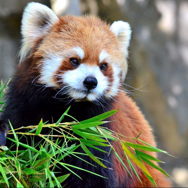 Panda roux au Parc animalier de Sainte-Croix