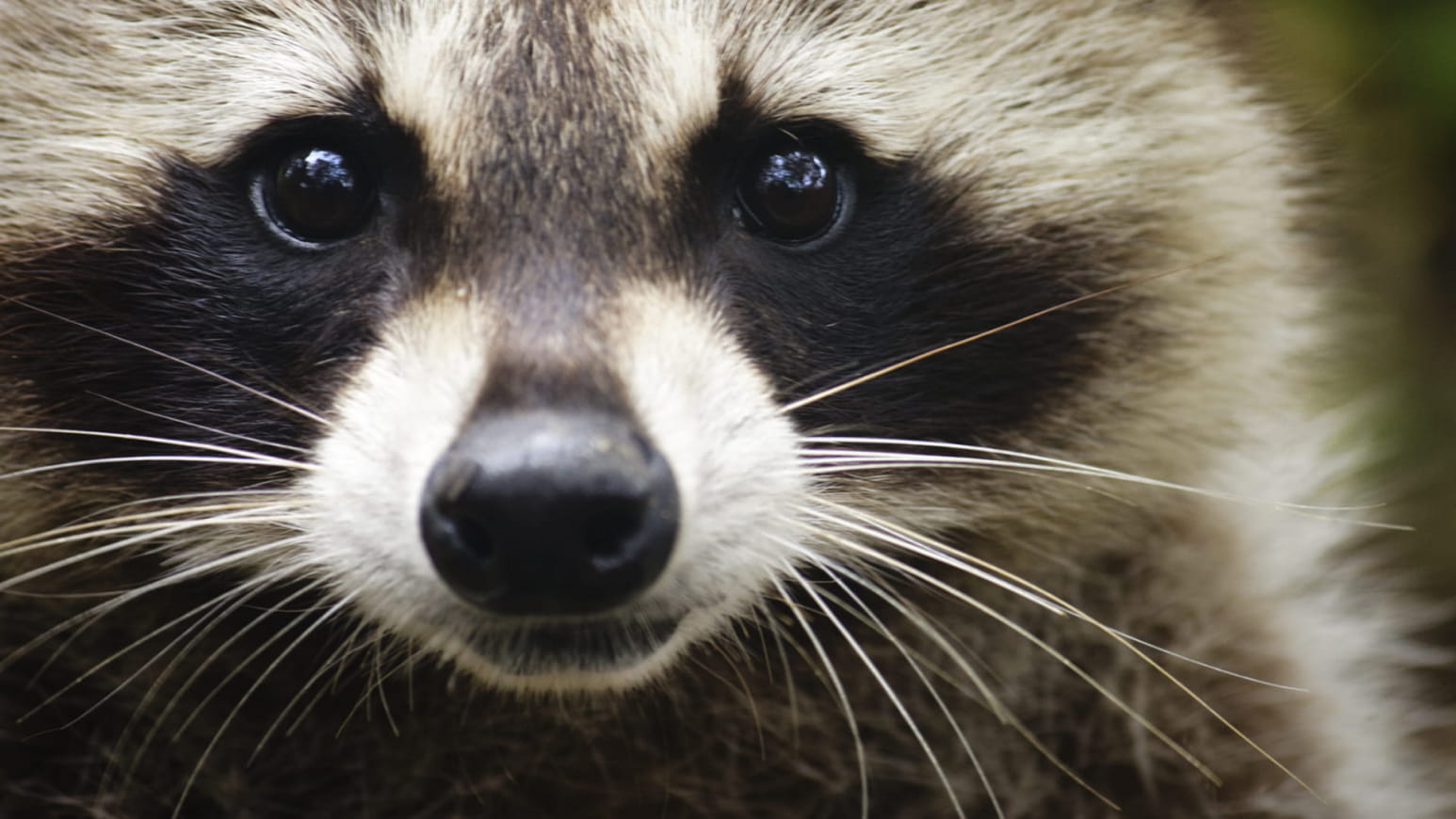 Naturopac raton-laveur