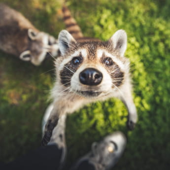 Raton laveur au zoo d&#039;Amnéville