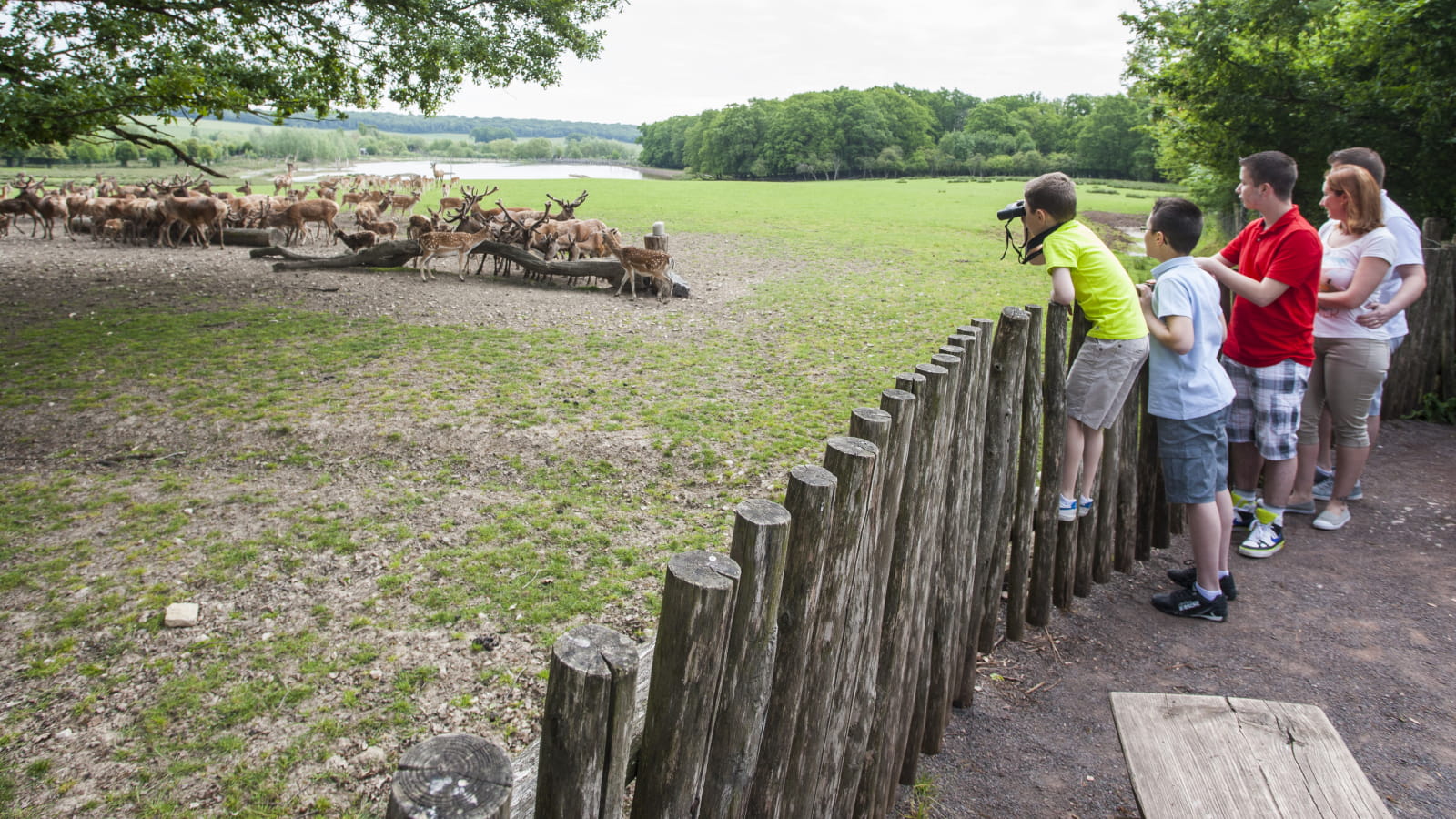 Plaine de cervidés au Parc Animalier de Sainte Croix