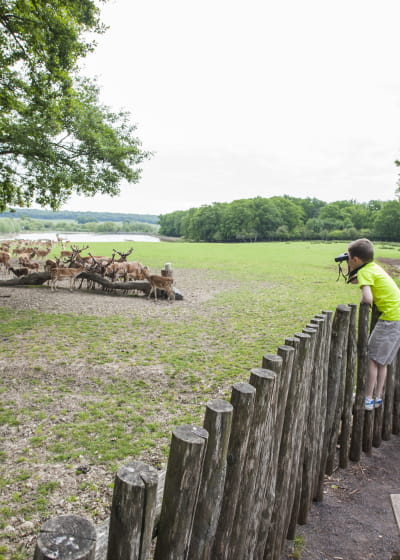 Plaine de cervidés au Parc Animalier de Sainte Croix