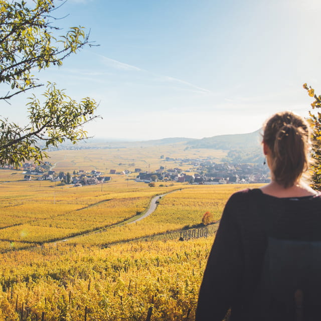 Balade dans le vignoble