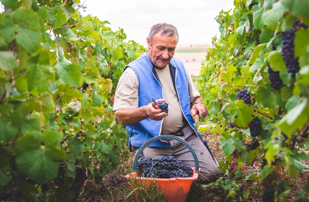 homme ramassant du raisin dans les vignes