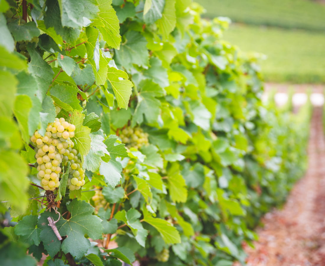 Vendanges