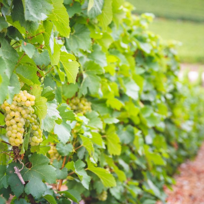 Vendanges