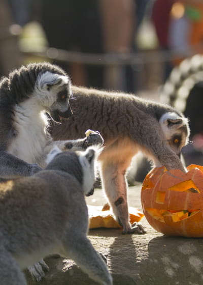 Halloween au Parc animalier de Sainte-Croix