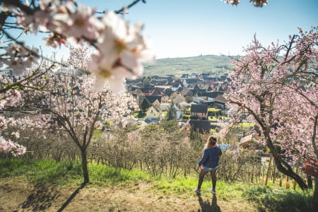 La colline des amandiers