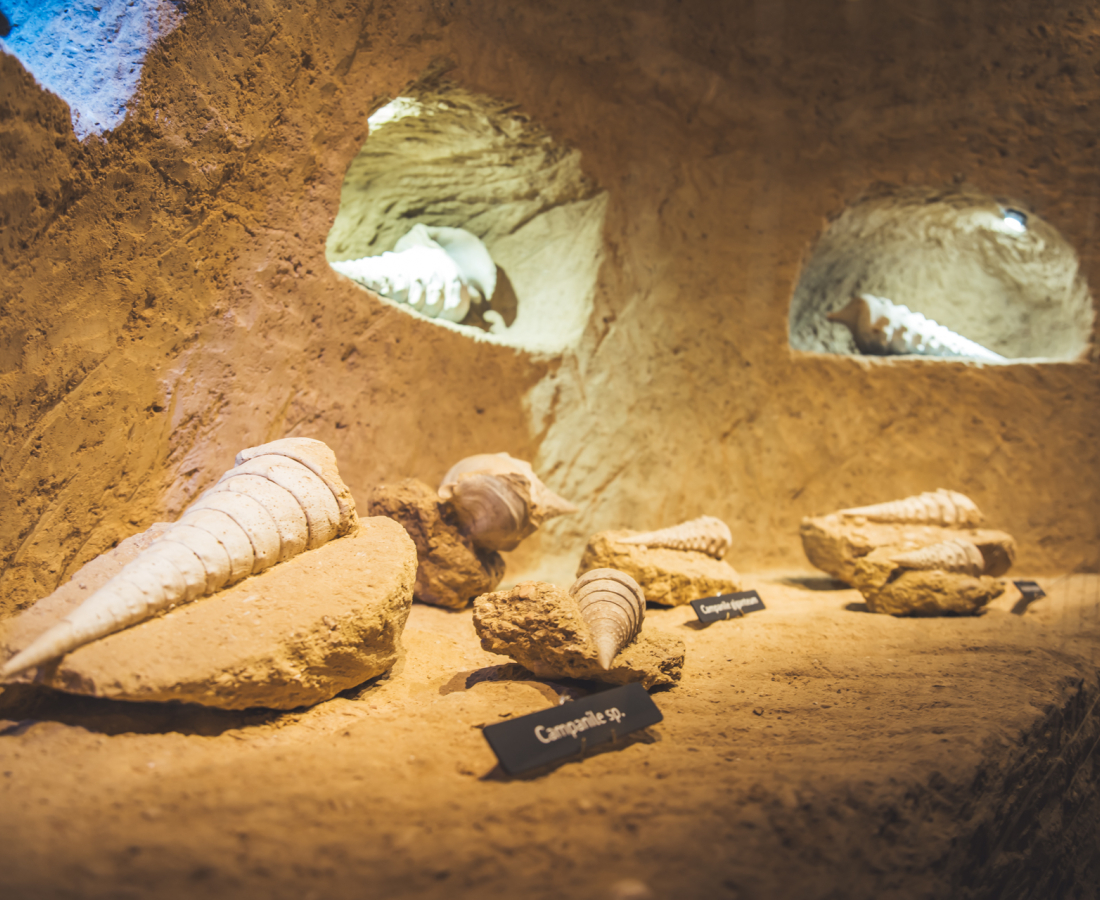 La cave aux coquillages