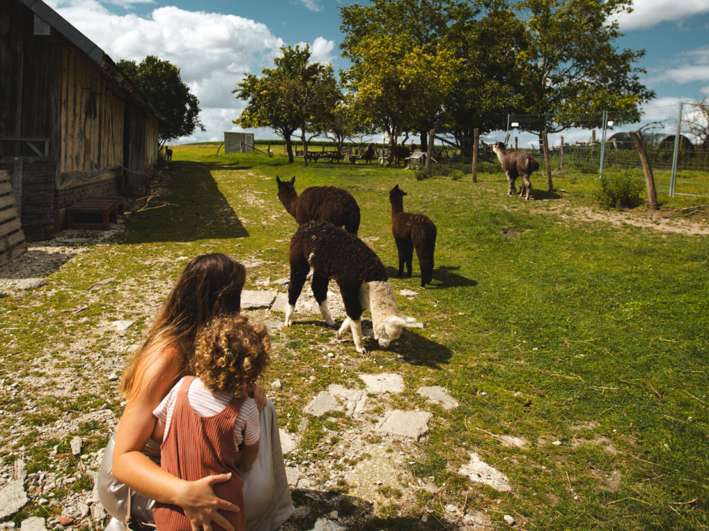 Assenay - Aux poils d'Assenay - Famille - Ferme - Nature - Alpagas