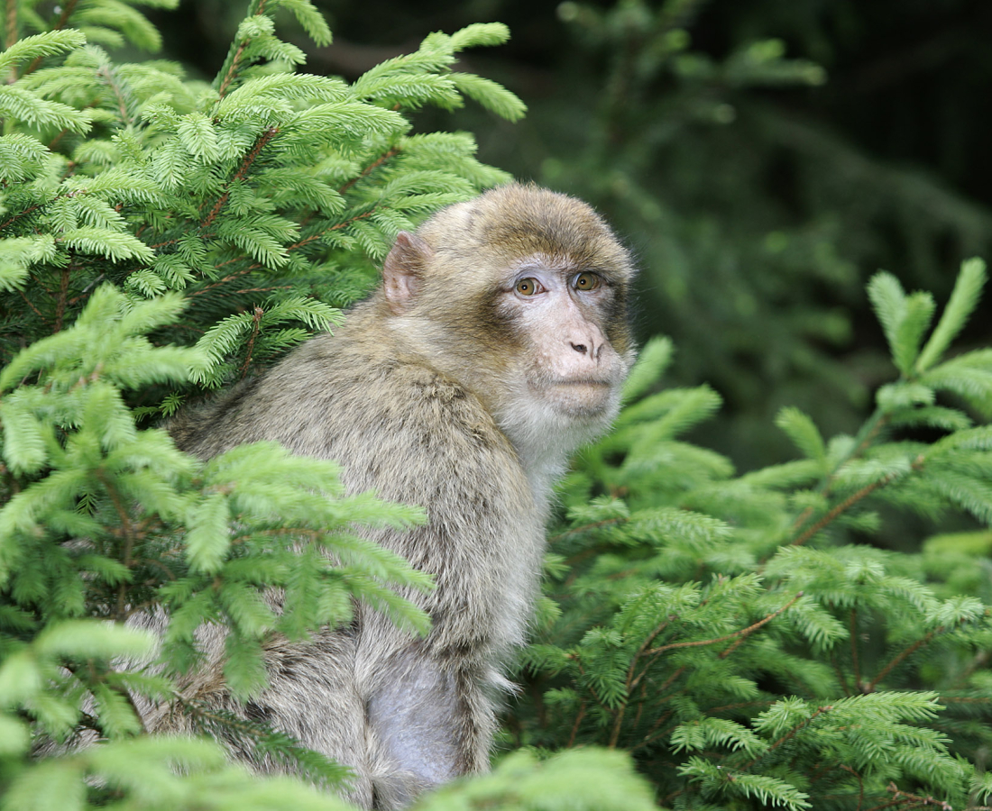 Montagne des singes à Kintzheim