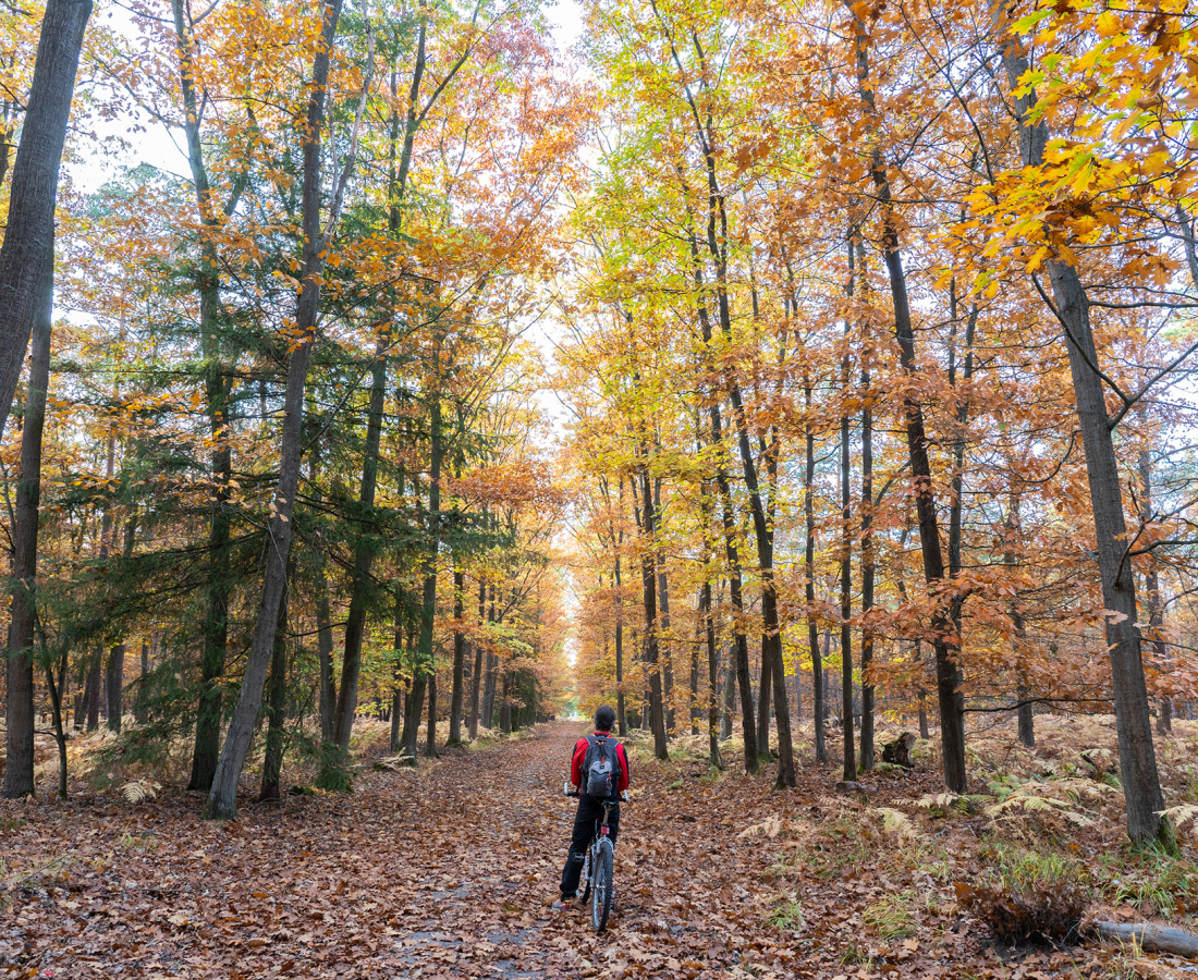 Forêt d'Haguenau