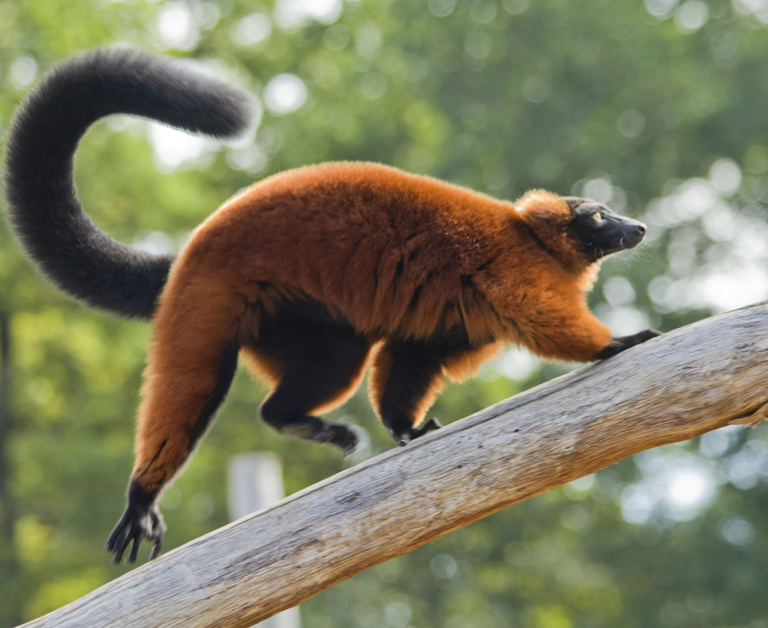 Parc animalier de Sainte Croix