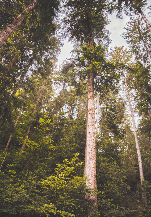 Dans les bois à Épinal