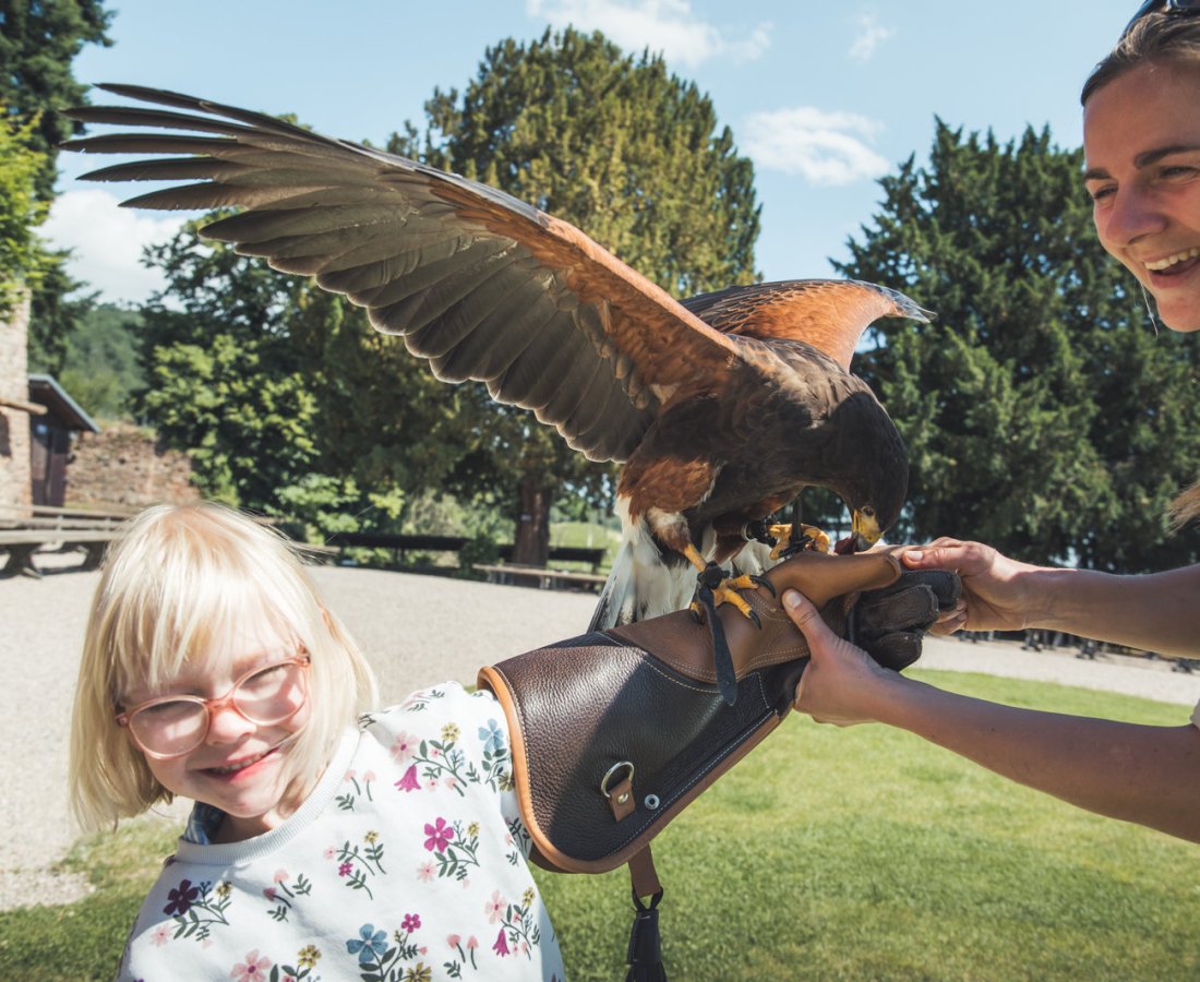 La volerie des Aigles