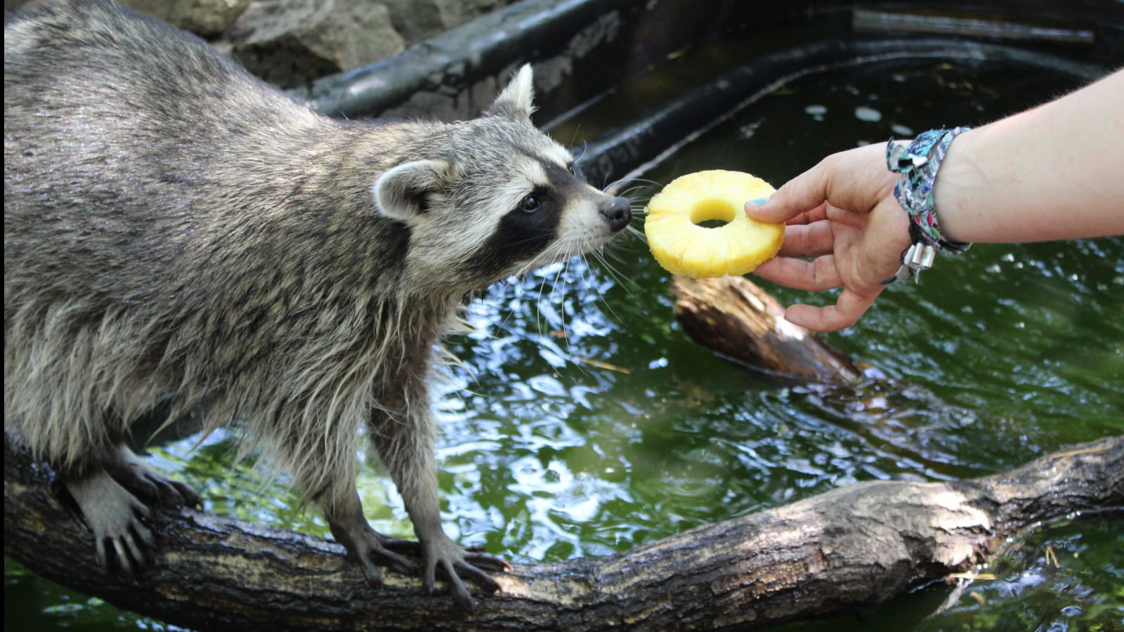 Au Parc Argonne Découverte les ratons laveurs apprécient les fruits frais