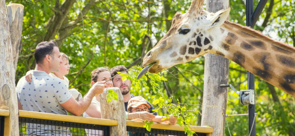 Giraffa - Rinoceronte - Zoo di Amnéville