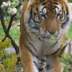 Siberian tiger - Amnéville Zoo