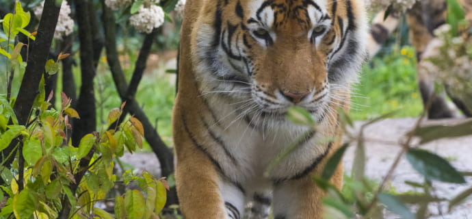 Siberian tiger - Amnéville Zoo