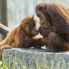 Orangutan - Amnéville Zoo