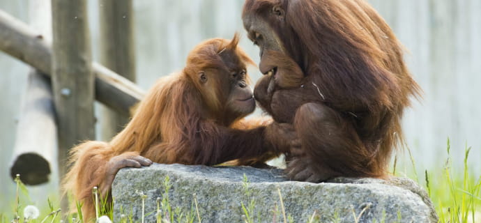 Orangutan - Zoo di Amnéville