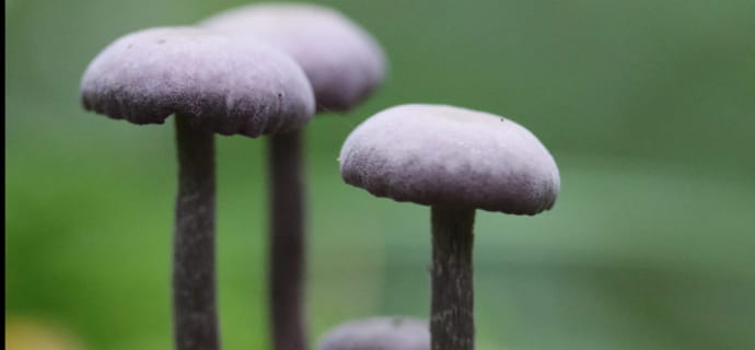 Laccaria amethystina-Laccaire améthyste