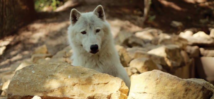 Yéti, loup arctique, dans son enclos en forêt