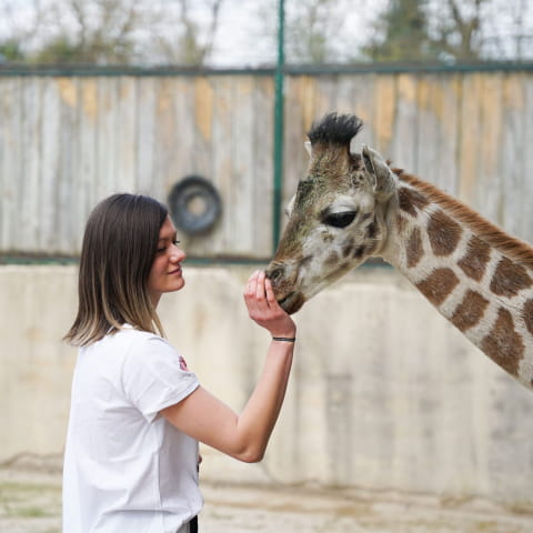 Pfleger für einen Tag im Zoo von Amnéville - Erwachsener