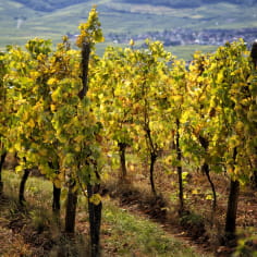 Vines in Alsace