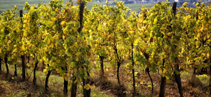 Vines in Alsace