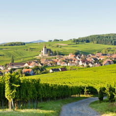 Uitzicht op de Elzasser wijngaarden 