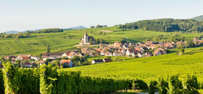 View on the Alsatian vineyards 