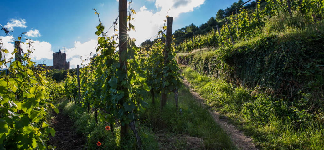 The vineyards around Kaysersberg
